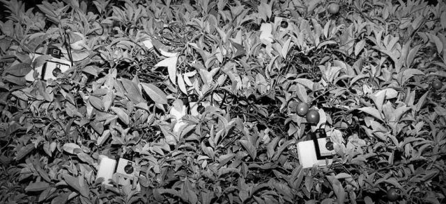 SwingersTree