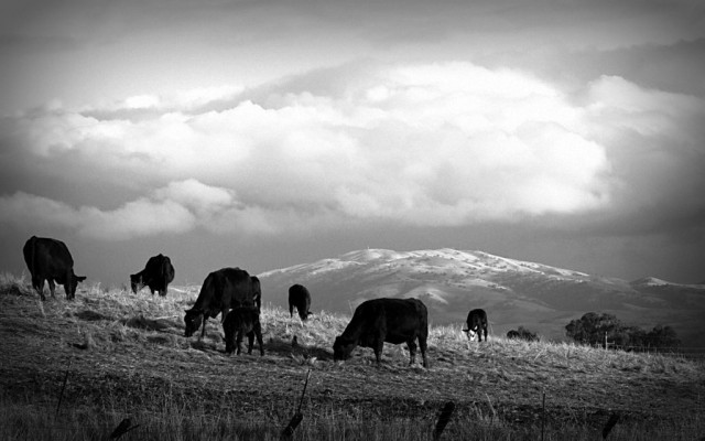 Cattle graze across from new housing development