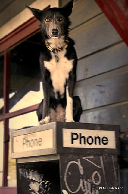 Pay Phone Dog