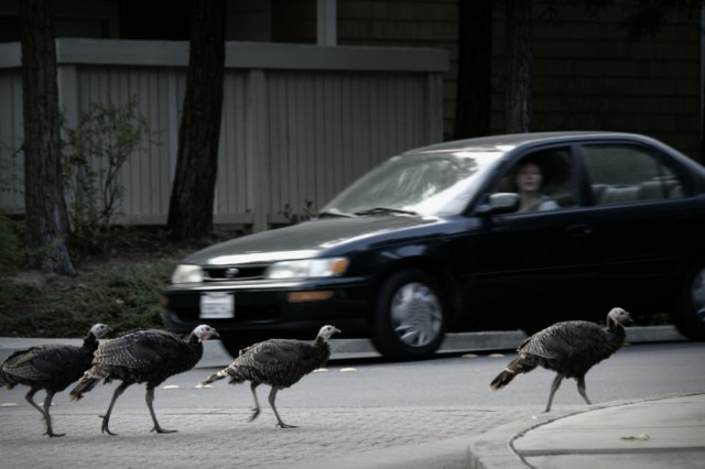 Wild Turkeys at Dublin Apartment Complex