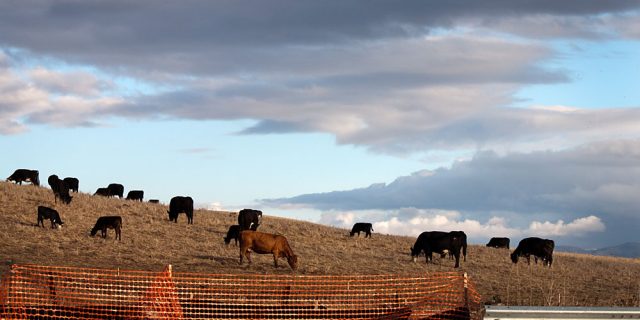 Cows Grazing near Fallon Rd. Development, Dublin, CA